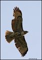 6342 red-tailed hawk